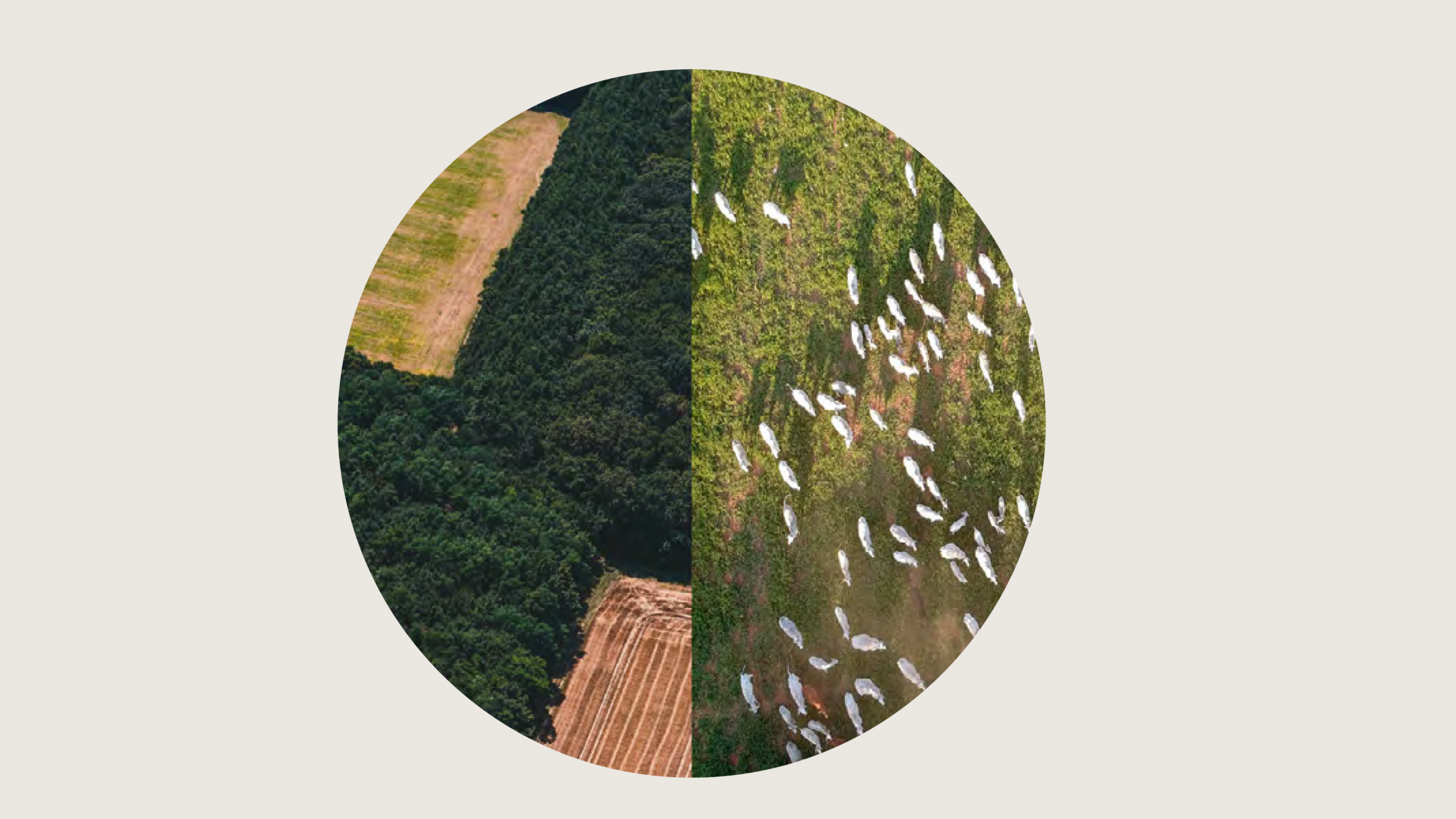 https://stopfinancingfactoryfarming.com/app/uploads/2025/04/untitled-design-15.png